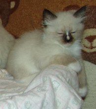 6 week old Smudge